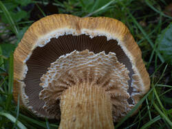 20250912-MRK32240.thumb.jpg.f2a36fd8c365471a3a79c12c0072b248.jpg