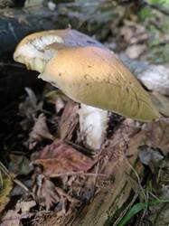 20250914_114354.thumb.jpg.1c948bfa2f127efd6d423e3afe6e4d5e.jpg