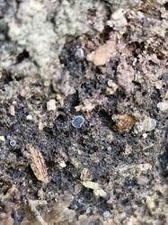 20250914_125415.thumb.jpg.d53344be691e8108e7ebc7804a337460.jpg