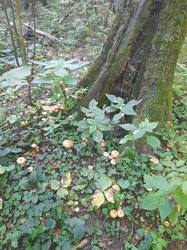 20250915_102654.jpg