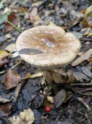 20250920_101936(0).thumb.jpg.a21d6cf68a6e1a688cae271e61d731ae.jpg