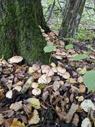 20250920_110753(0).thumb.jpg.239c900f2bec87f60982f37dd6f75a08.jpg