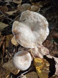 20250921_092238.thumb.jpg.0b3d432e7bf2f93166f9a32ac770e224.jpg