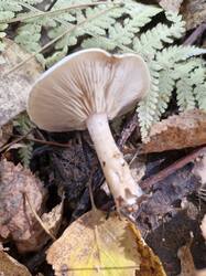 20250921_092304.thumb.jpg.495d9f4458b011a480d4c87f570f1e6a.jpg