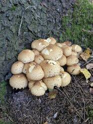 20250922_125530(0).thumb.jpg.f6f39714c04ebbd424553cedb90aca48.jpg
