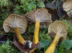 20250925-MRK33062-Enhanced-NR.thumb.jpg.57a5a3f8a757bc9977e6a0da61ad0b4b.jpg