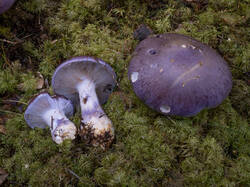 20250927-MRK33334.thumb.jpg.fe59fbf5f55f09a3b6fb9f5fdb1bf3dd.jpg