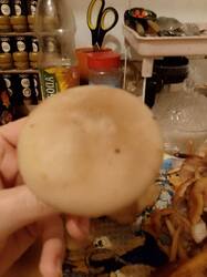 3.thumb.jpg.70b176a1799d8055056b7482de7853ce.jpg