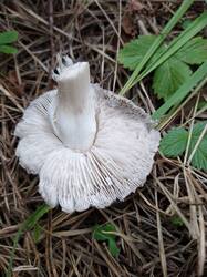 3.thumb.jpg.b1c4612d9df10c75effe5670329d8d87.jpg