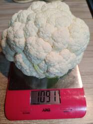 Осенний гигант.jpg