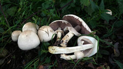 338565913_Agaricus_arvensis__202509_22.thumb.JPG.70f7b99fc2f1c5d93394c9cc10930e80.JPG