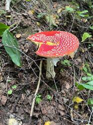 IMAGE 2025-09-04 15:51:12.jpg
