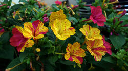 415174193_Mirabilis_jalapa__.thumb.JPG.de08d39e86f94bf3745c2d2fb3f9f225.JPG