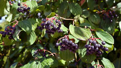4228974_Cornus_sanguinea__-.thumb.JPG.c79d9dec207fd98e78abf52a294d20b9.JPG