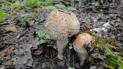 424904578__.thumb.JPG.8357b732aa3762461b9f51e704d7ec04.JPG