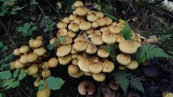 434797427_09-25-13-.thumb.jpg.c80589e980b75bd7e46edad90045b94e.jpg