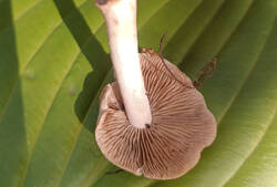 471578893_00.thumb.jpg.036aaeccd68b64ab883787af401e1c28.jpg