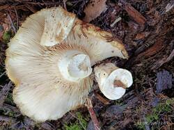 WhatsApp Image 2025-09-03 at 18.16.22(2).jpeg