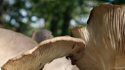 502953282_DSC02303_.thumb.JPG.f801be801ea2c18407ba77d28fd79c56.JPG