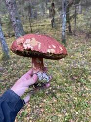 IMAGE 2025-09-28 19:55:24.jpg