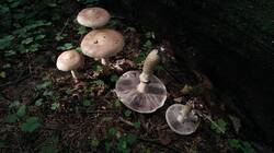 625828298_09-25-12-(1).thumb.jpg.6b67cfcf5a0368a0276d954c47966c04.jpg