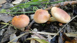 680242381__1.thumb.JPG.48e52a251341ff487d8a321407dae59c.JPG