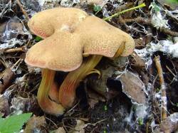 696113724_Xerocomuschrysenteron(110).thumb.jpg.962a845d35f97015a42b7dcbee401022.jpg