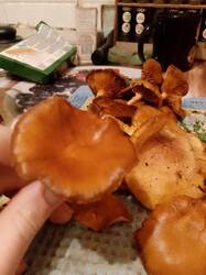 7.thumb.jpg.2374acd43e858af254b9b473707fc89b.jpg
