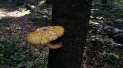 730207213_09-25-24-.thumb.jpg.d08cfcf2aae0f1ff55ceacdb55acf0bc.jpg