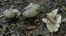 756390842_Lyophyllum_decastes_Megacollybiaplatyphylla_.thumb.JPG.ee656b1587903da3fb16db85d063381e.JPG