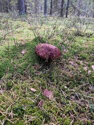 IMAGE 2025-09-28 19:55:28.jpg