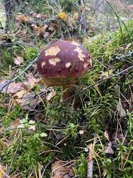 IMAGE 2025-09-28 19:55:33.jpg