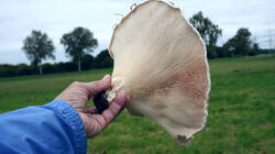 812400343_Aspropaxillus_giganteus__2025_0928.thumb.JPG.090ed9272803b82656e2a1919adb609f.JPG