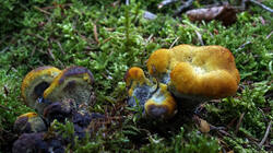 830040967_Phaeolus_schweinitzii__202509_07.thumb.JPG.28837c74e014daa5c601d984354e5b0a.JPG