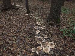 880722977_Clitocybenebularis(11).thumb.JPG.e41b248a27da0d9192ee3a091f2d7247.JPG