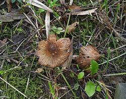 ВОЛОКОННИЦА ВОЛОКНИСТАЯ(трещиноватая). Inocybe rimosa(fastigiata)95571.jpg