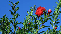 907018574___Punica_granatum_20250918.thumb.JPG.3384c7eda2c4b05fae237f9b42513ad1.JPG