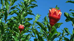 975005090___Punica_granatum_202509_18.thumb.JPG.9d8fd570d3a237ab01198b0486882bd0.JPG