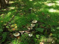 984920801_AgaricusMoelleri(25).thumb.jpg.a614b8c65bfc133373f6fcd5ed056242.jpg