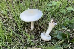 Beloshamp-4.jpg