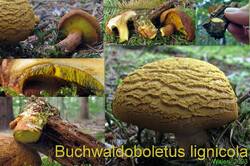 Buchenw_Bolet.thumb.jpg.c83a8d86a889ffa972a68bbe6babb4cf.jpg