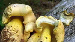 Buchwaldoboletus_lignicola_AWP_202508_31.thumb.JPG.93977bfeeb9bc3a7ad66e441f1372335.JPG
