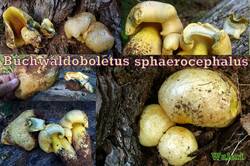 Buchwaldoboletus_sphaerocephalus_AWP_20250923.thumb.jpg.8e14f070870e3b227fce5664a9007d09.jpg