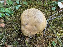 Caloboletus-2.jpg