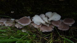 DSC00008.thumb.JPG.8ac1cddbcbfc543684671885b7896b06.JPG
