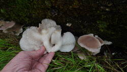 DSC00009.thumb.JPG.e8bc9d1bba3b40185aacec7ddb12fad9.JPG