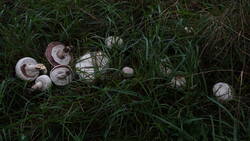 DSC00021.thumb.JPG.0304f075fb4d1a19480ce02d8f716abc.JPG