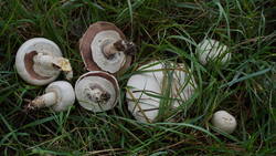 DSC00023.thumb.JPG.4be47b2983fc0ab522255e7b09f88233.JPG