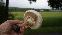 DSC00031.thumb.JPG.e543b1ca376b430e3b24867a99881ff2.JPG
