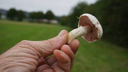 DSC00037.thumb.JPG.32851a0ea8b86b6996d0834e19de8b2e.JPG
